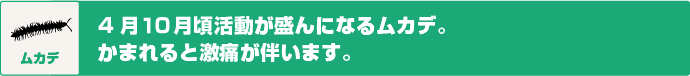 ムカデ　4月10月頃活動が盛んになるムカデ。かまれると激痛が伴います。