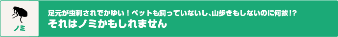 ノミ　足元が虫刺されでかゆい！ペットも飼っていないし、山歩きもしないのに何故!?　それはノミかもしれません