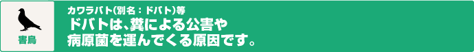害鳥　カワラバト（別名：ドバト）等　ドバトは、フンによる公害や病原菌を運んでくる原因です。