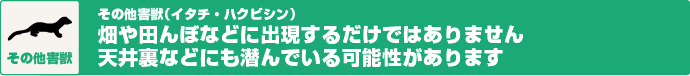 その他害獣（イタチ・ハクビシン）　畑や田んぼに出現するだけではありません　天井裏などにも潜んでいる可能性があります